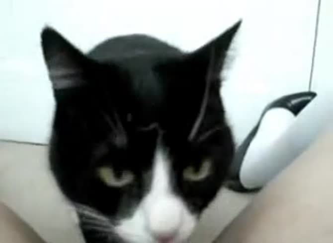 Video :Pet porn of cat eating a girl's pussy